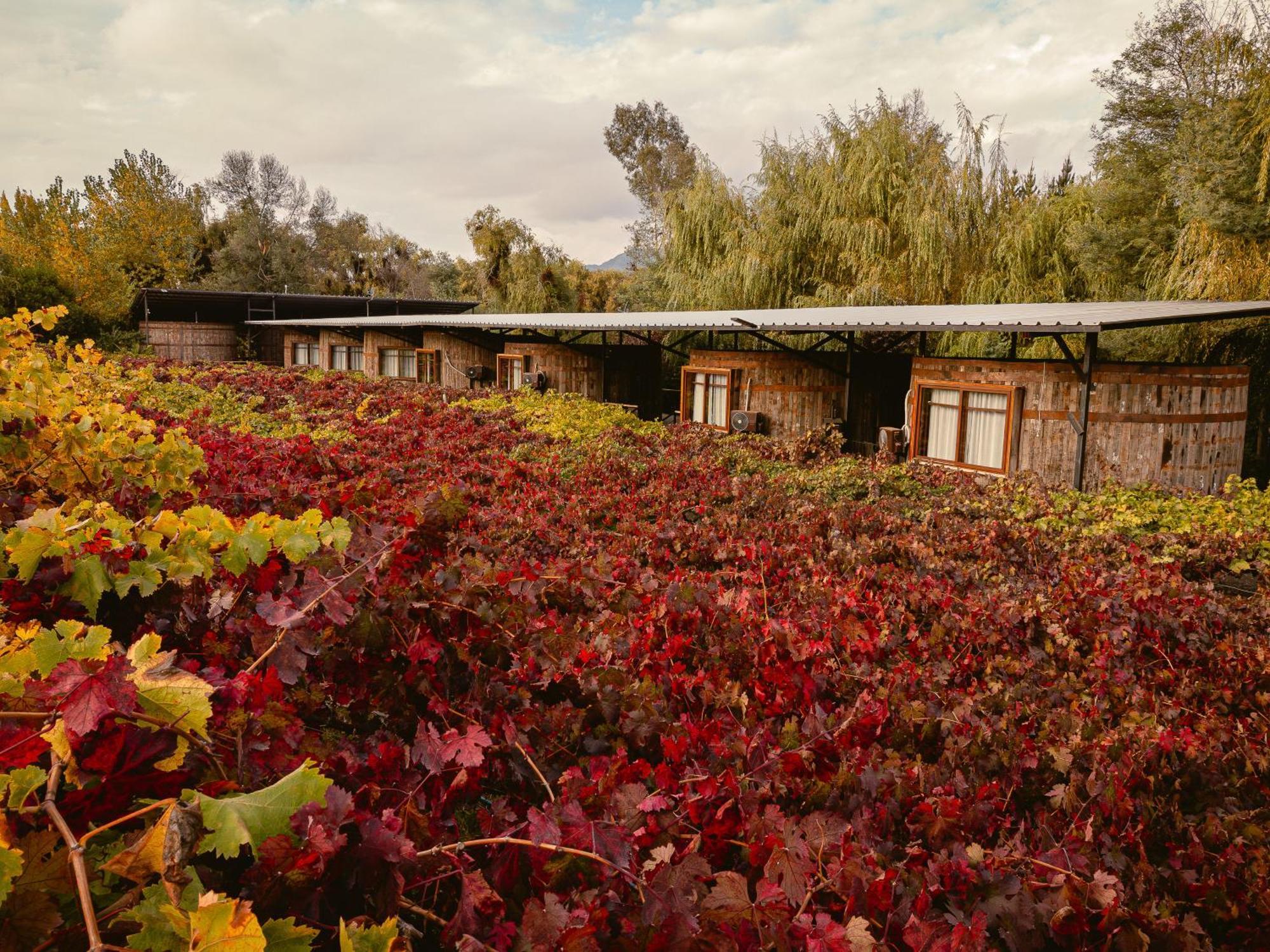 Cava Colchagua Hotel Boutique Santa Cruz Εξωτερικό φωτογραφία